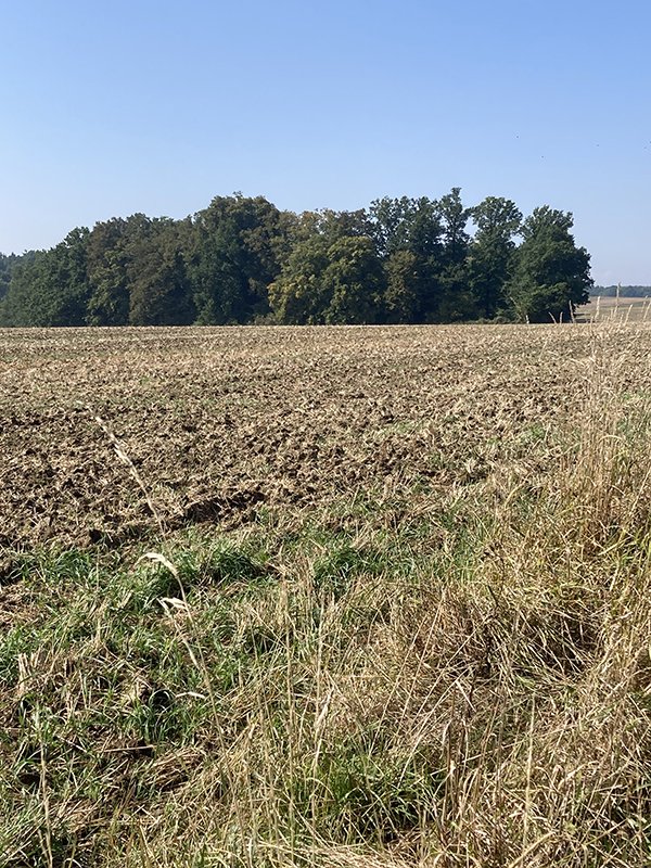 lesík a plocha vlevo_.JPG